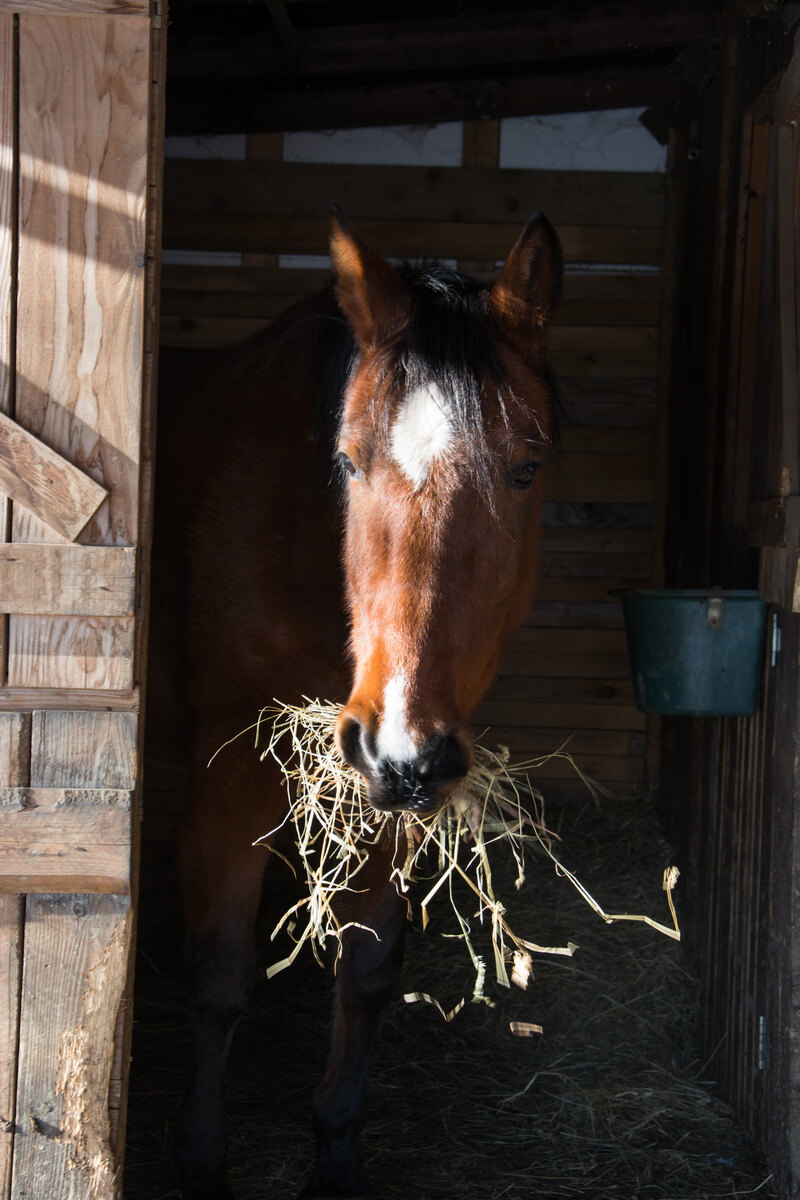 Cheval au box devant un filet de foin