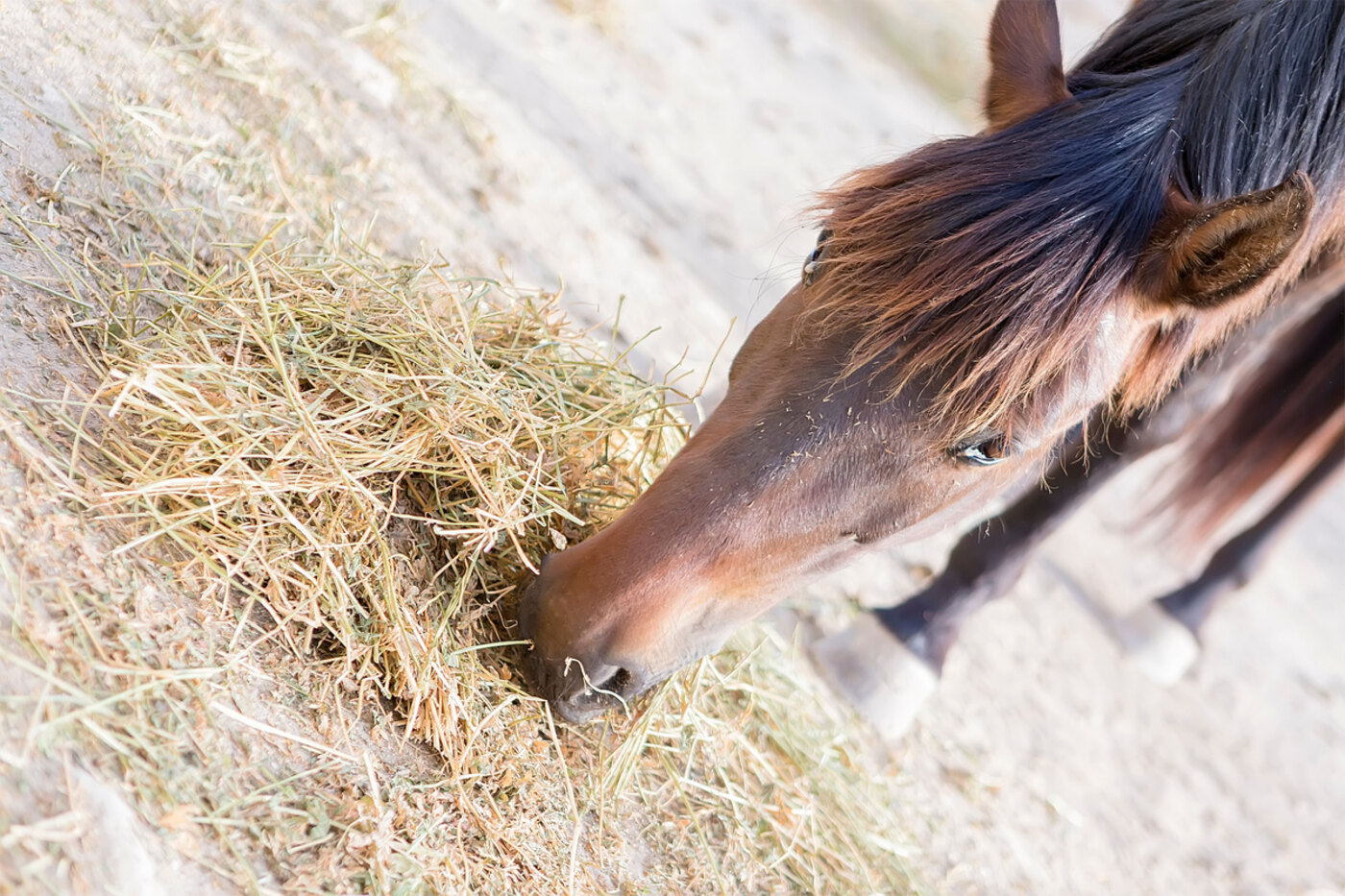 Cheval mangeant du foin poussiéreux