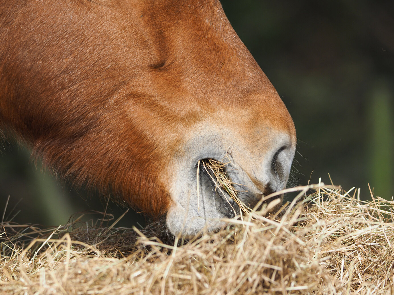Cheval mangeant du foin poussiéreux
