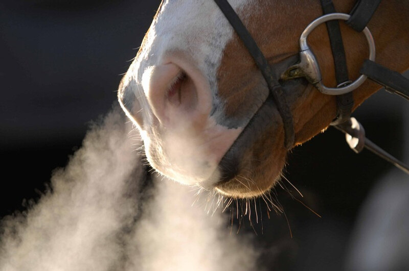 Naseaux d'un cheval expirant de l'air