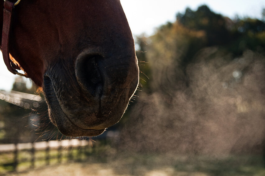 Naseaux d'un cheval exposé à la poussière