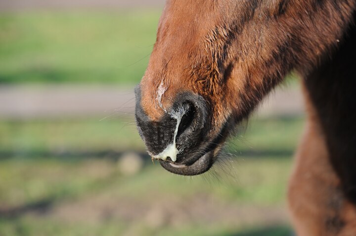 Naseaux d'un cheval au pré