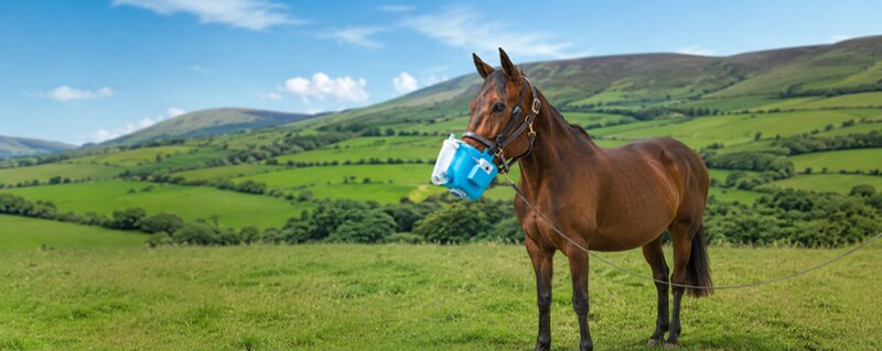 Cheval au pré équipé d'un nébuliseur portable