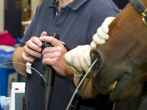 Endoscopie respiratoire réalisée sur un cheval