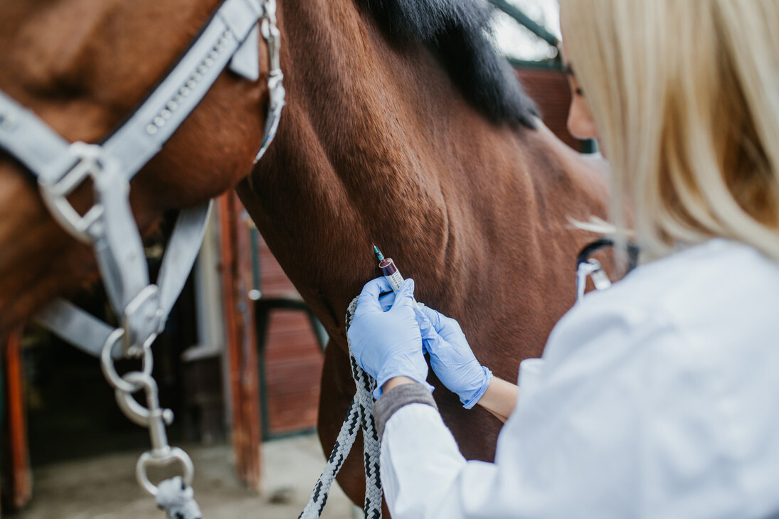 Examen clinique respiratoire d'un cheval par un vétérinaire