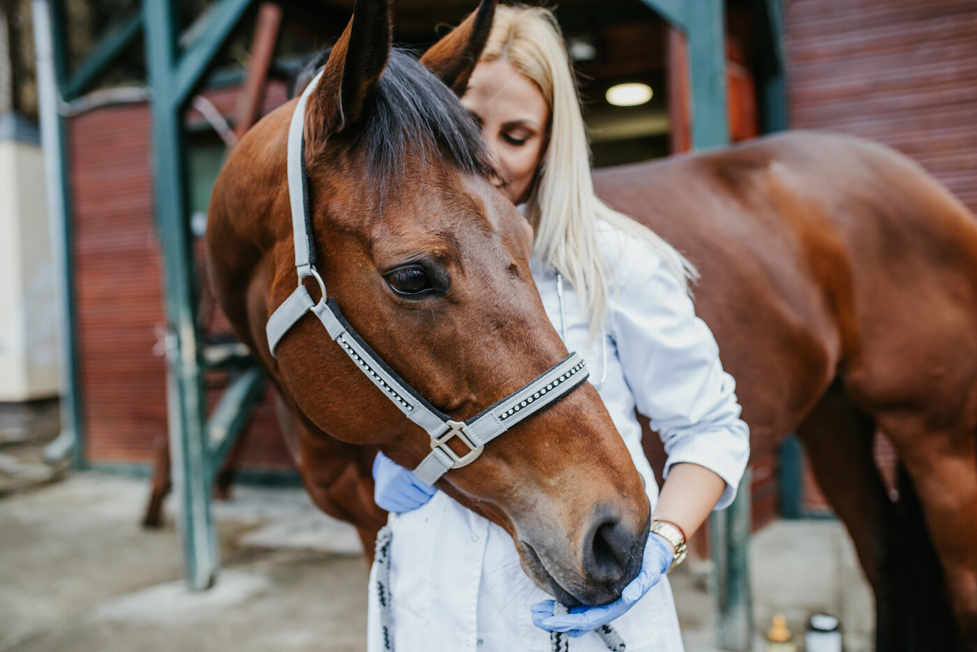 Examen vétérinaire d'un cheval