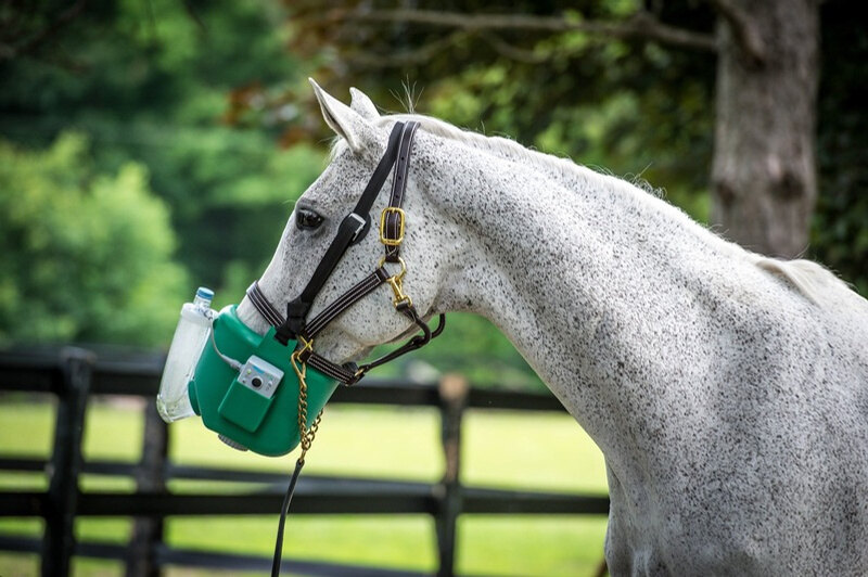 Cheval équipé d'un masque de nébulisation Flexineb
