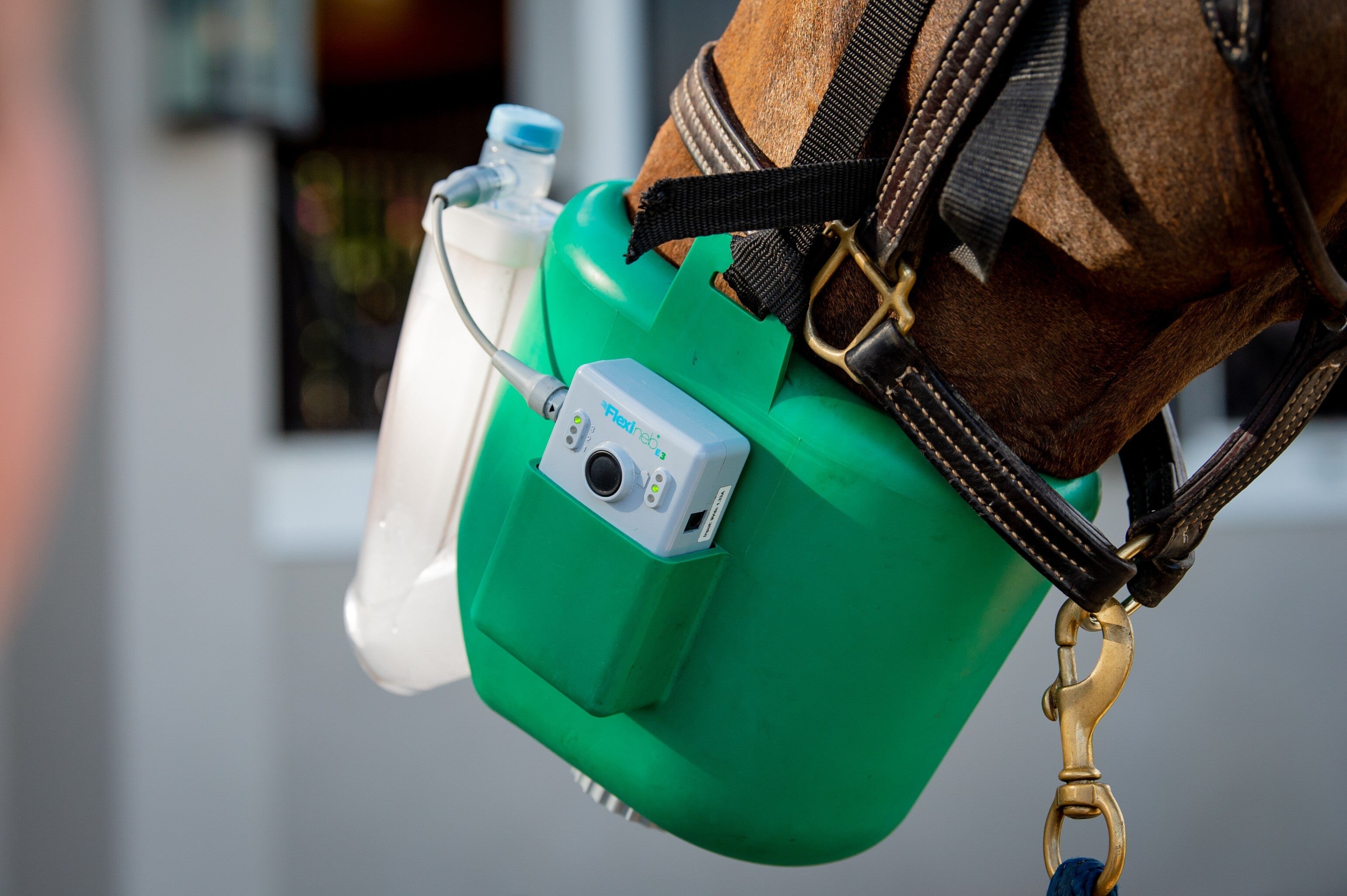 Cheval équipé de son nébuliseur Flexineb
