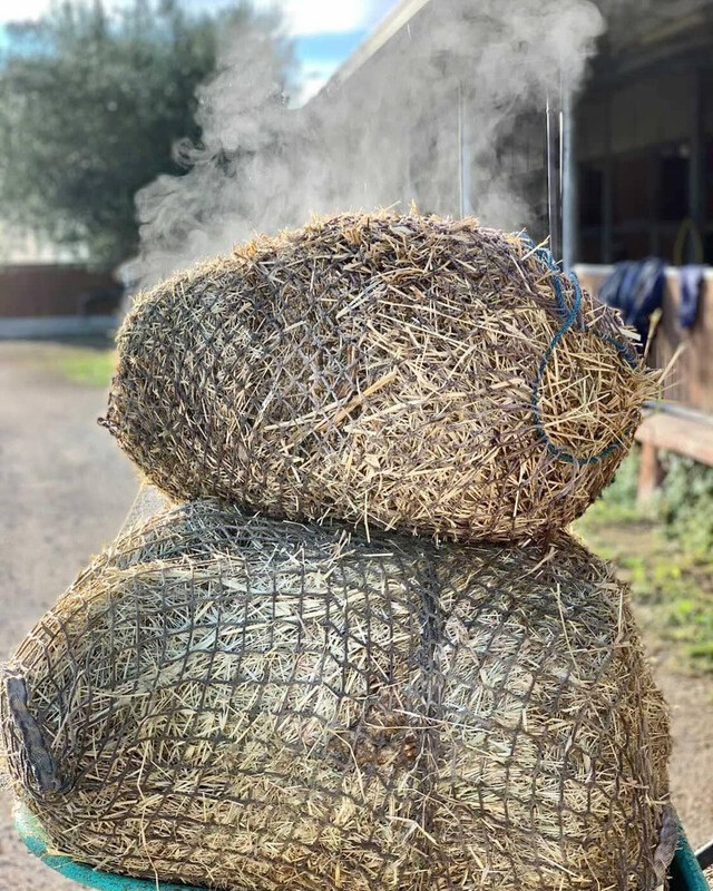 Filets de foin fraîchement purifiés à la vapeur
