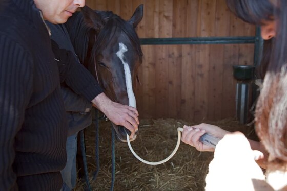 Lavage trachéal réalisé sur un cheval