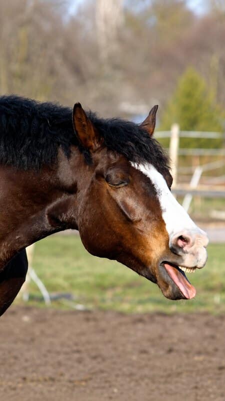 Cheval qui tousse au pré