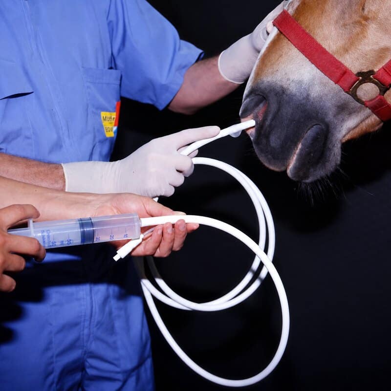 Vétérinaire réalisant un lavage bronchoalvéolaire sur un cheval