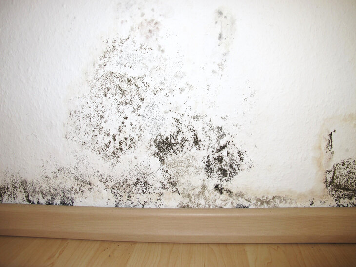 Moisissures sur le mur d'un bâtiment d'écurie