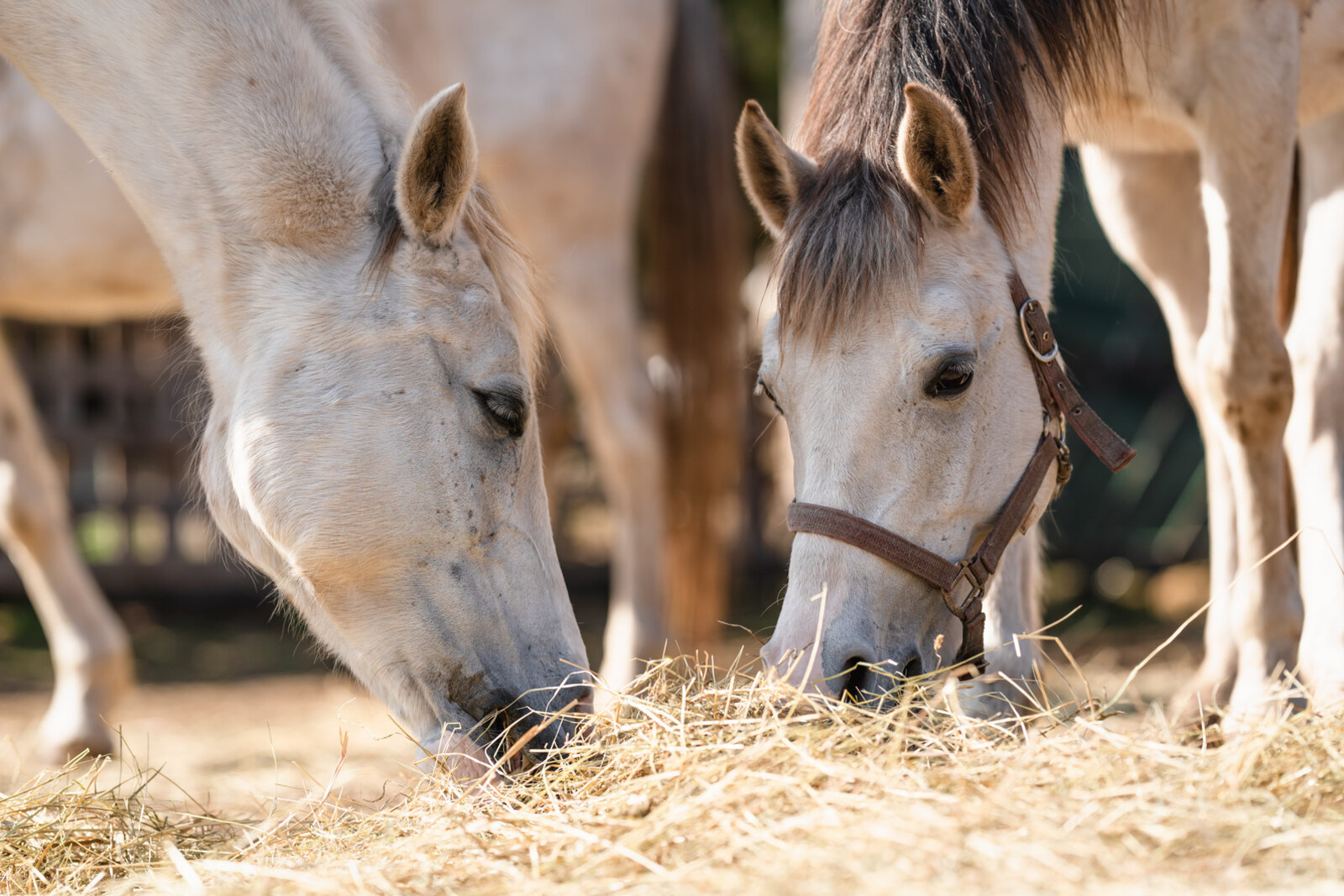 Chevaux mangeant du foin au sol