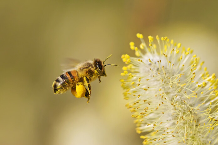 Abeille butinant, période de floraison et de pollens