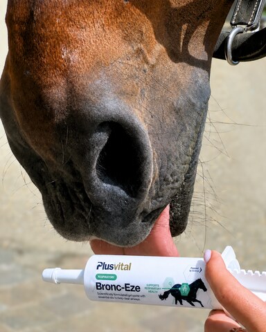 Complément naturel de soutien respiratoire pour cheval
