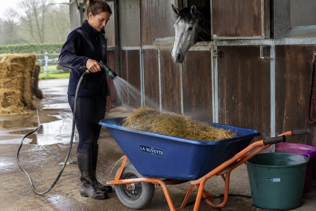 Trempage du foin dans une brouette à l'écurie